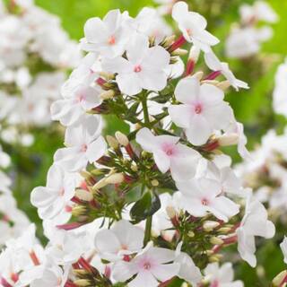 VAN ZYVERDEN Tall Phlox Paniculata Popeye (Set of 5 Roots) 83857