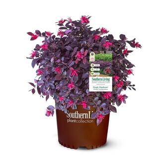 SOUTHERN LIVING 2 Gal. Purple Daydream Loropetalum Shrub with Pink Blooms in the Spring 14373