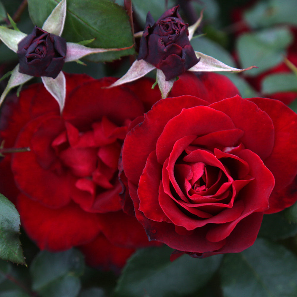 Black Ice Shrub Rose by Heirloom Roses - Red Rose Bush