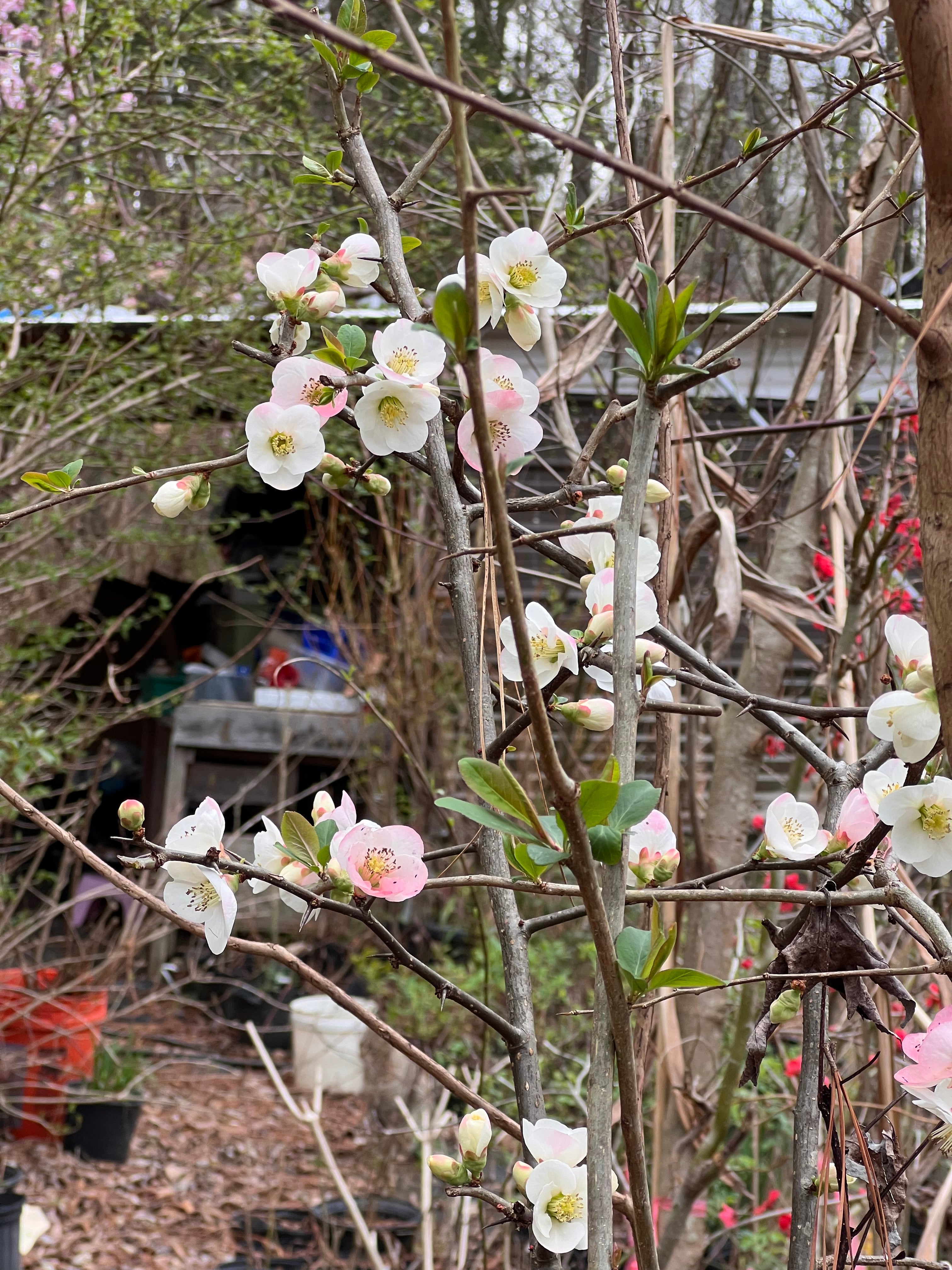 Toyo-Nishiki Flowering Quince