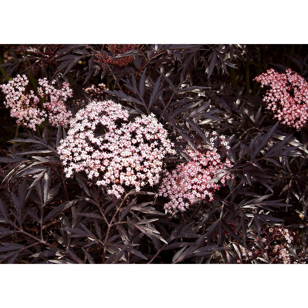 PROVEN WINNERS 4.5 in. Qt. Black Lace Elderberry (Sambucus) Live Shrub Pink Flowers SAMPRC1027800