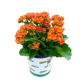 Vigoro 1 Qt. Kalanchoe Petero Orange Live Annual Plant (2-Pack) 1602