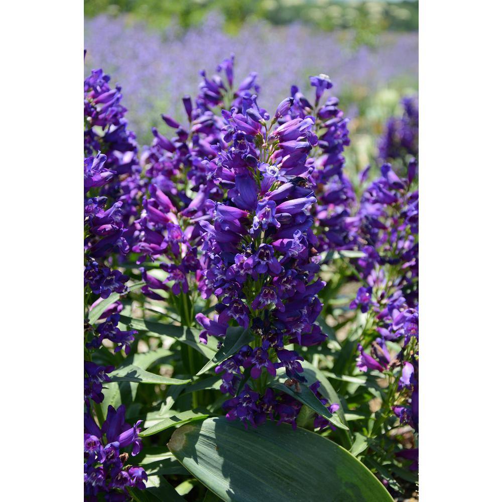 2 Gal. Penstemon Perennial Plant 19690