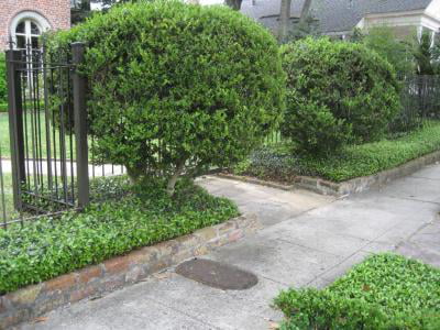 Classy Groundcovers - Periwinkle 'Traditional' Periwinkle， Creeping Myrtle {25 Pots - 3 1/2 inch Square}