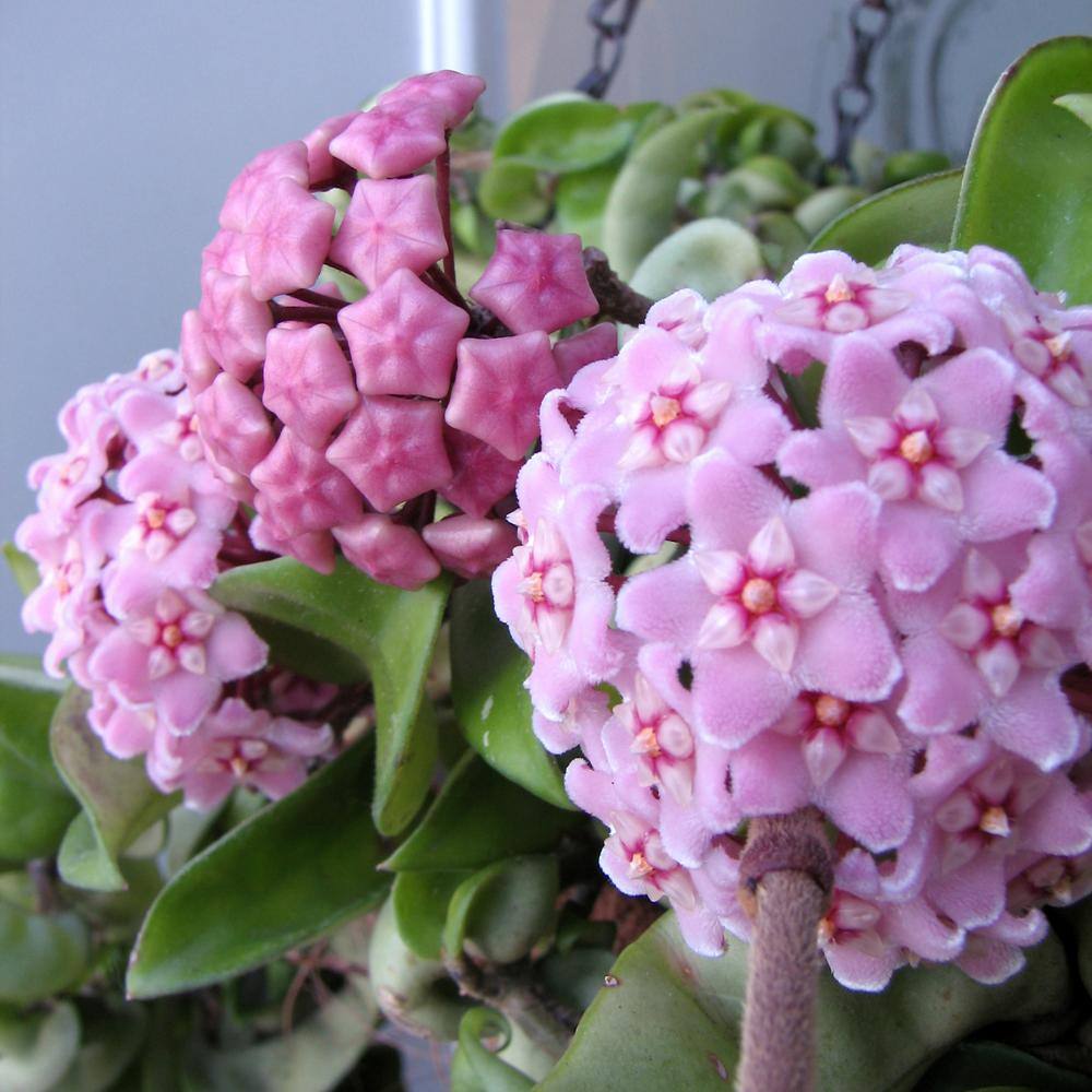 national PLANT NETWORK 5.5 in. Hoya Rope Plant in Grower Container (1-Piece) HD1492