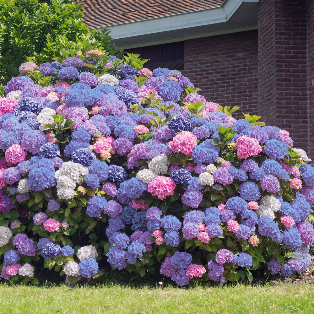 national PLANT NETWORK 2.5 Qt. 3-in-1 Hydrangea Shrub with White-Blue-Pink Flowers HD4028
