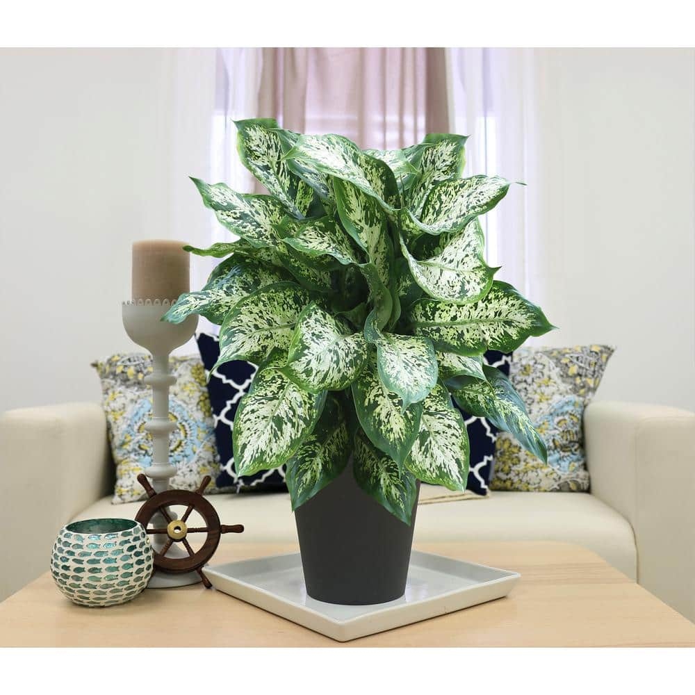 Vigoro Dieffenbachia Indoor Plant in 6 in. White Ribbed Plastic Decor Planter Avg. Shipping Height 1-2 ft. Tall (2-Pack) CO.DIEF.3.VI.WH