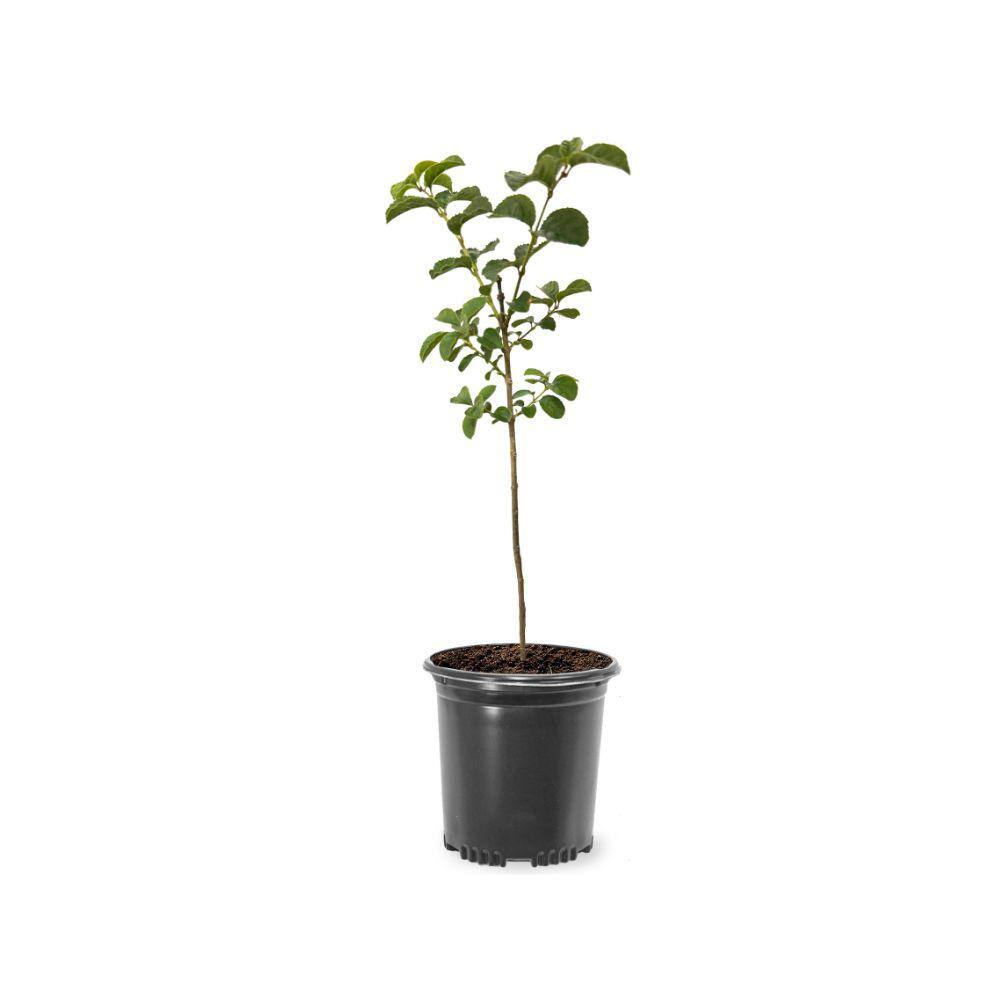 5 Gal. Chinese Fringe Tree FRICHI05G