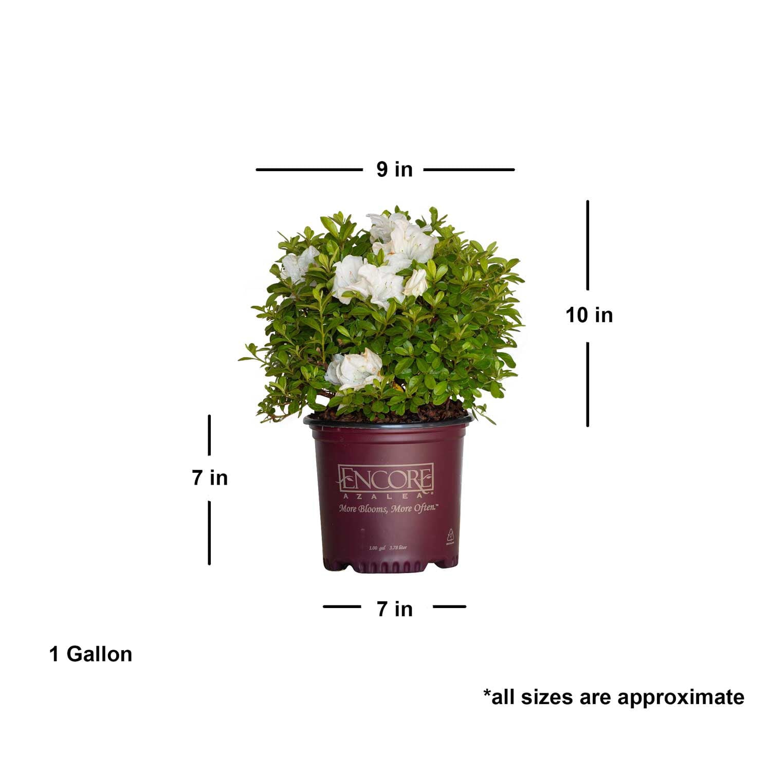 Encore Azalea Autumn Angel (1 Gallon) White Flowering Shrub - Full Sun Live Outdoor Plant