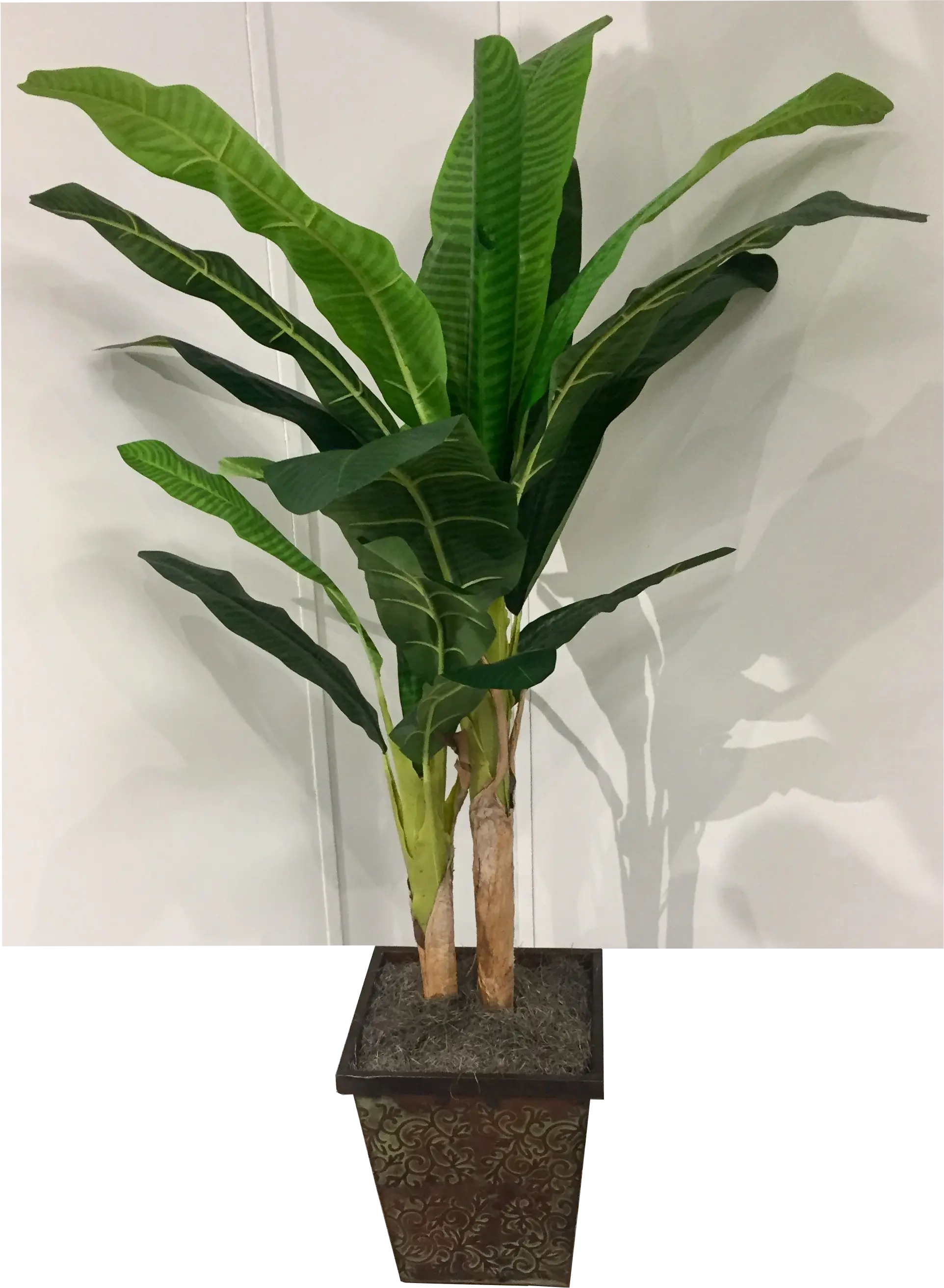 6 Foot Banana Tree Arrangement