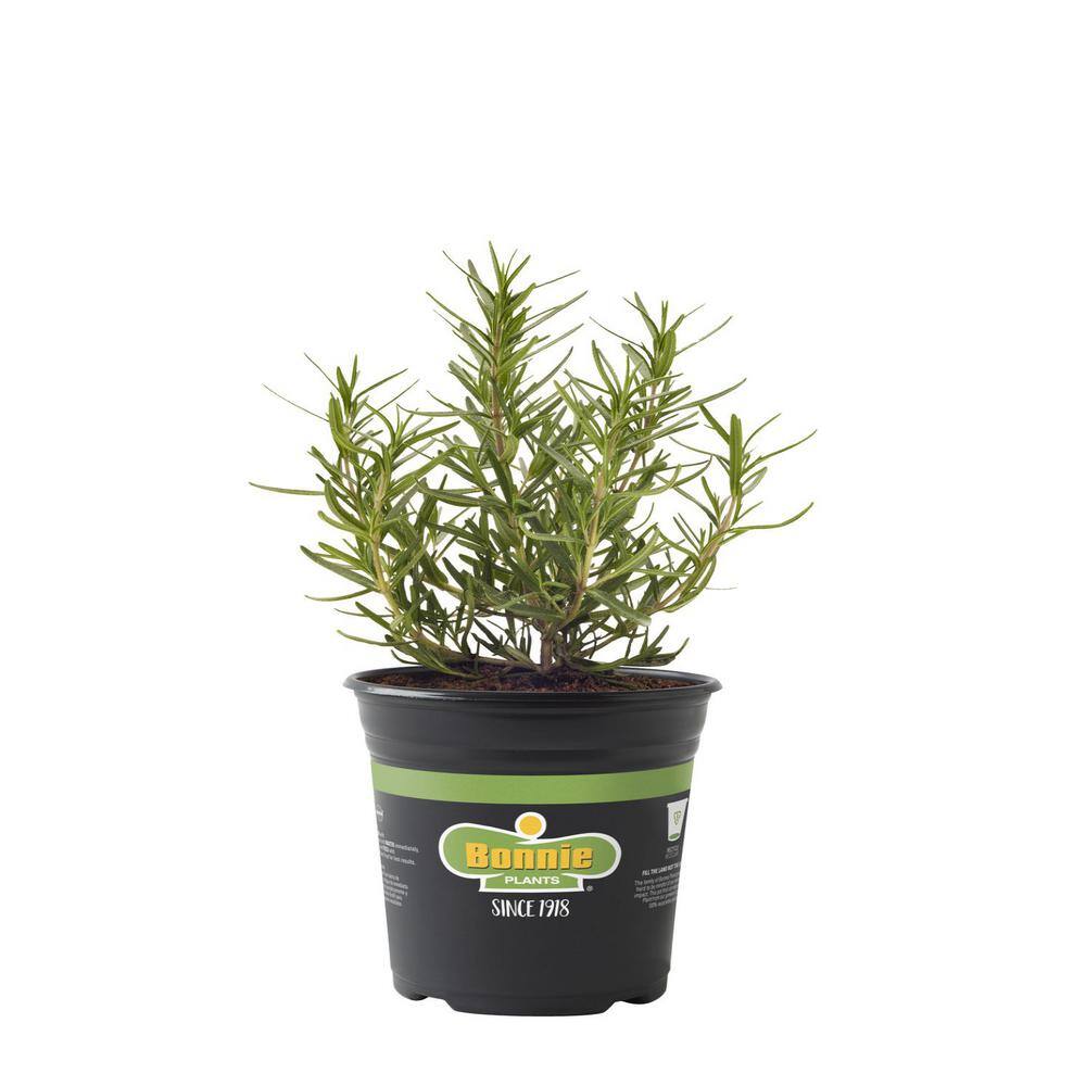 Bonnie Plants 2.32 qt. Rosemary Herb Plant 5090