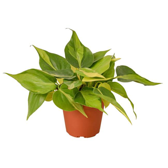 House Plant 4-PHILODENDRON-BRASIL Philodendron Brasil Plant in 4 in. Pot