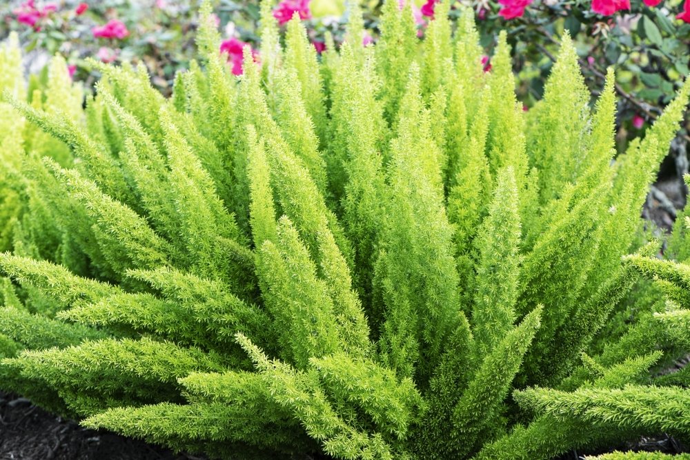 Fern Foxtail Asparagus Meyeri， Bush Ground Cover， 4 Inch Pot