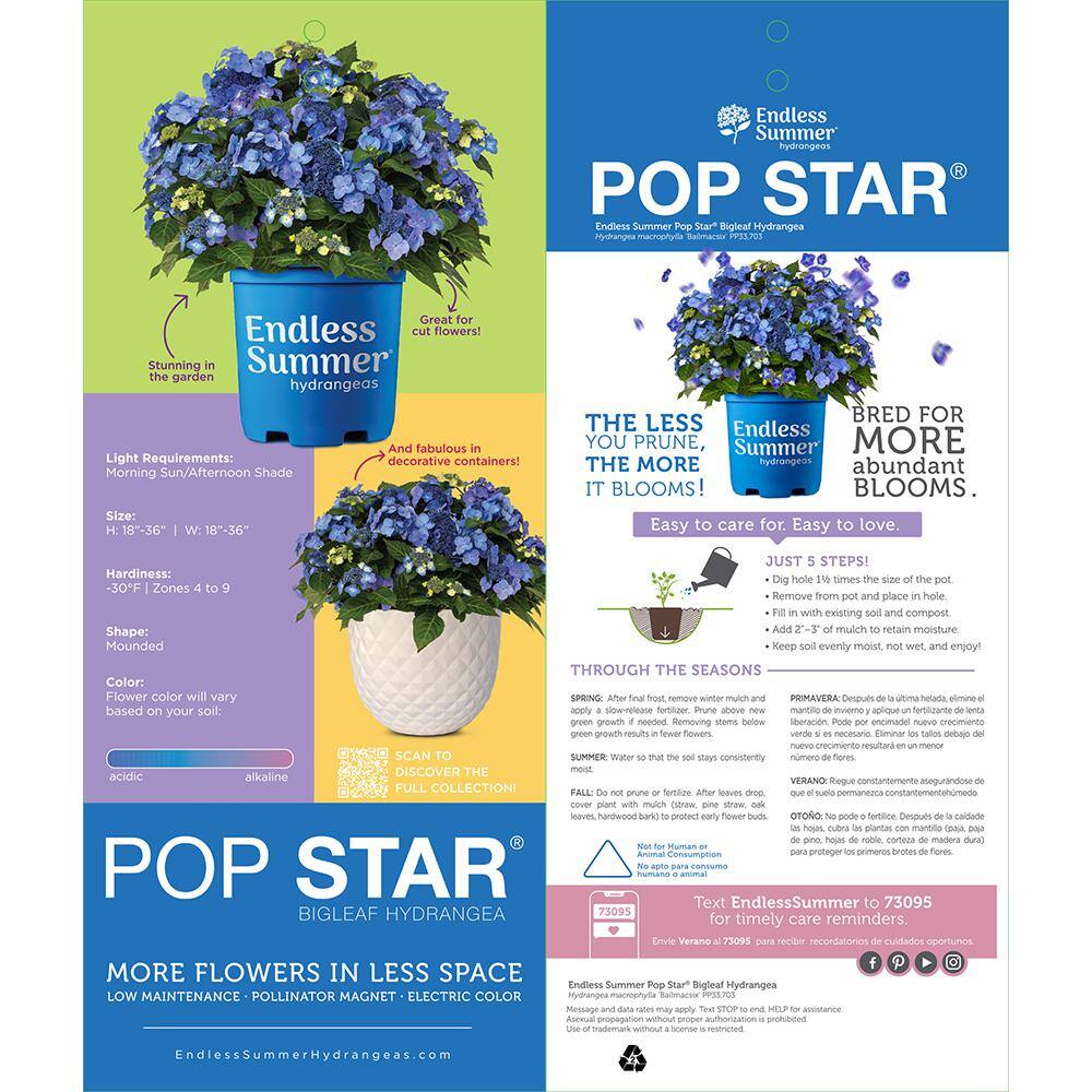 Endless Summer 2 Gal. Pop Star Hydrangea Shrub with Blue or Pink Lacecap Flowers 17206