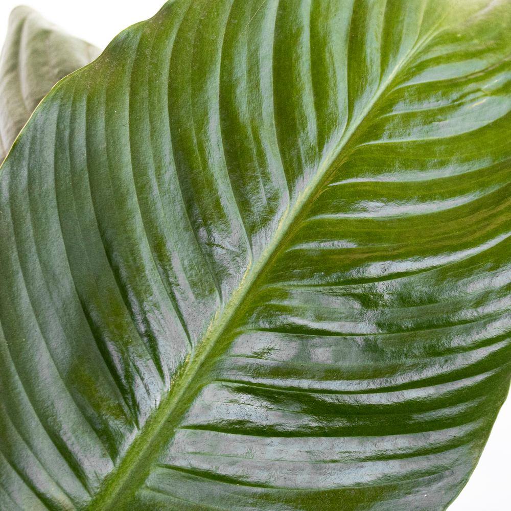 United Nursery Peace Lily Spathiphyllum Sympathy Live Plant in 9.25 inch Grower Pot 00038