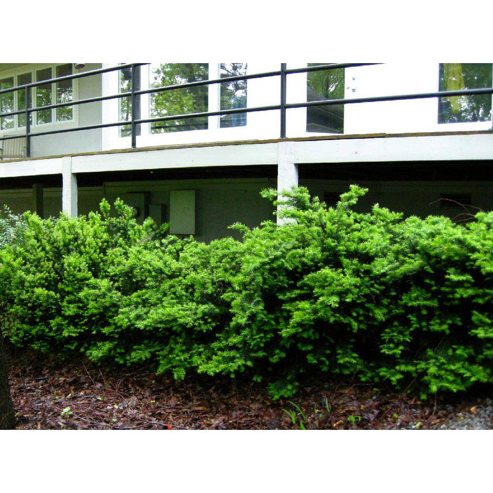 Online Orchards 1 Gal. Dense Spreading Yew Shrub this Classic Massive Shrub can Now be Used as a Small Specimen Plant EGYW002