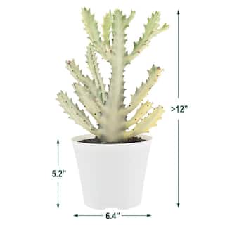 Arcadia Garden Products 6 in. Ghost Dragon Bone Cactus in White Plastic Grower Pot LV94