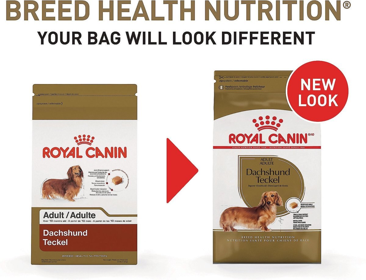 Royal Canin Breed Health Nutrition Dachshund Adult Dry Dog Food