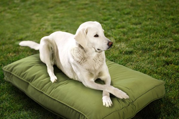 Sunbrella by Austin Horn Collection Indoor/Outdoor Double Sided Elevated Dog Bed