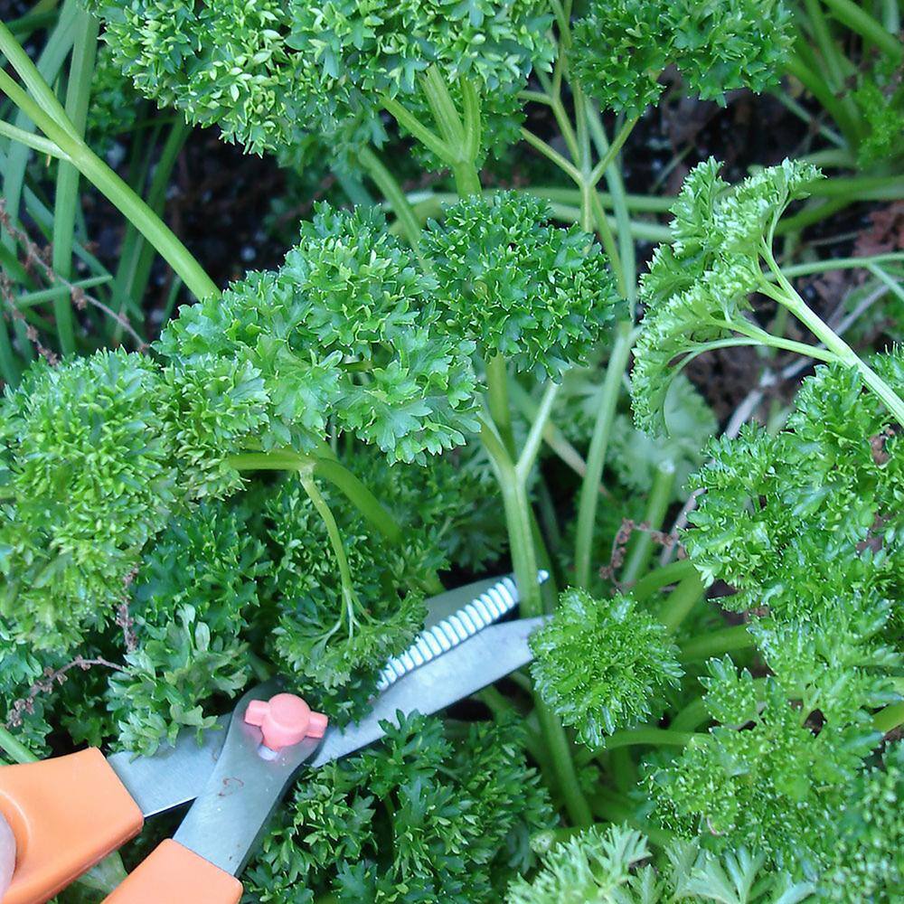 Bonnie Plants 19 oz. Curled Parsley Herb Plant (2-Pack) 202006