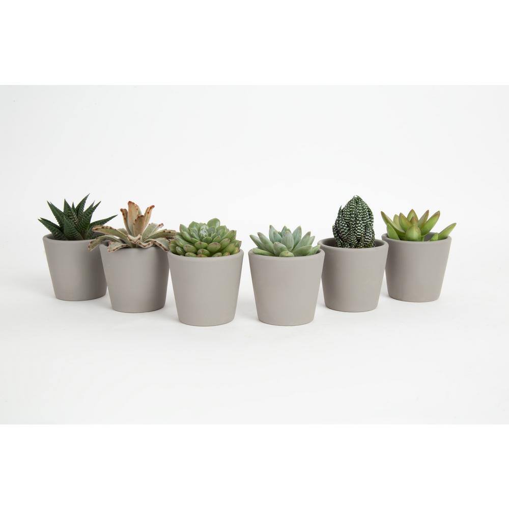 Costa Farms Mini Indoor Succulent Plants in 2 in. Ceramic Pots and Tray Avg. Shipping Height 2 in. Tall (48-Pack) CO.2SUCTRAY48