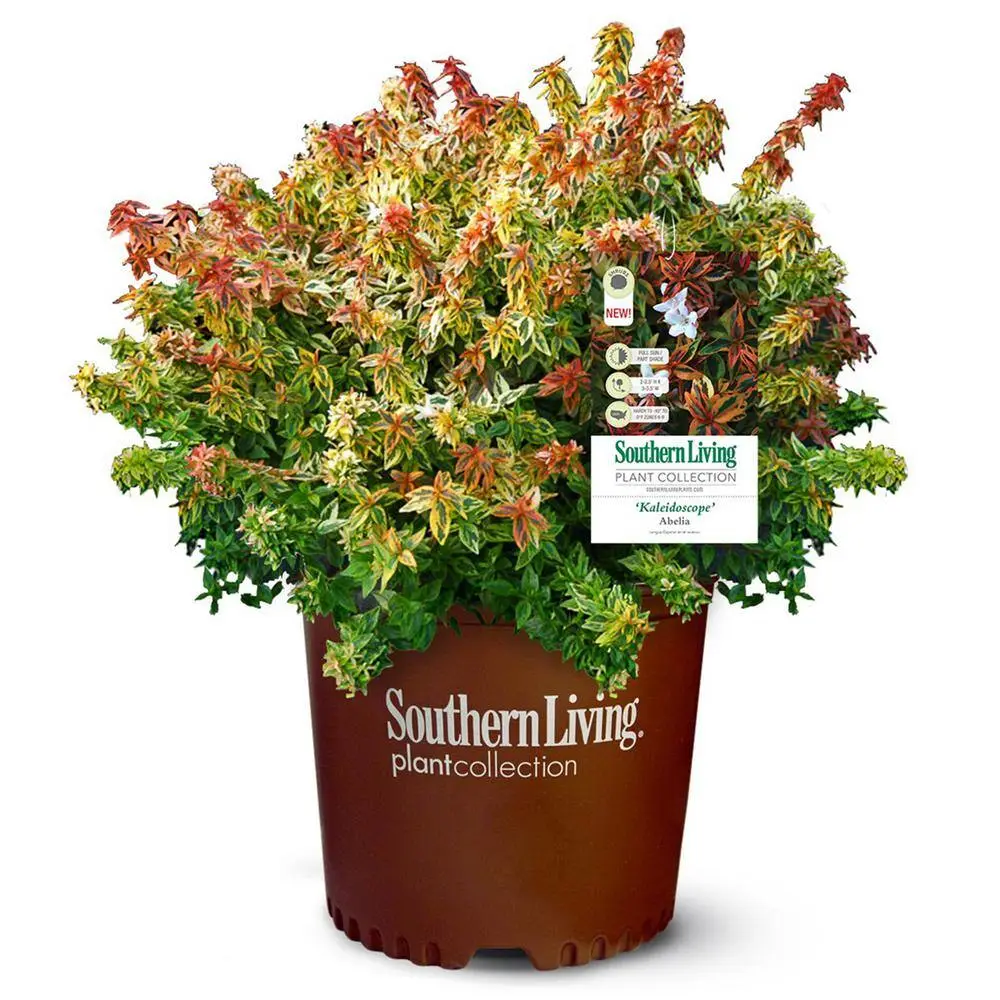 SOUTHERN LIVING 2 Gal. Kaleidoscope Abelia Plant with Chameleon-like Foliage that Blooms White Flowers 14411