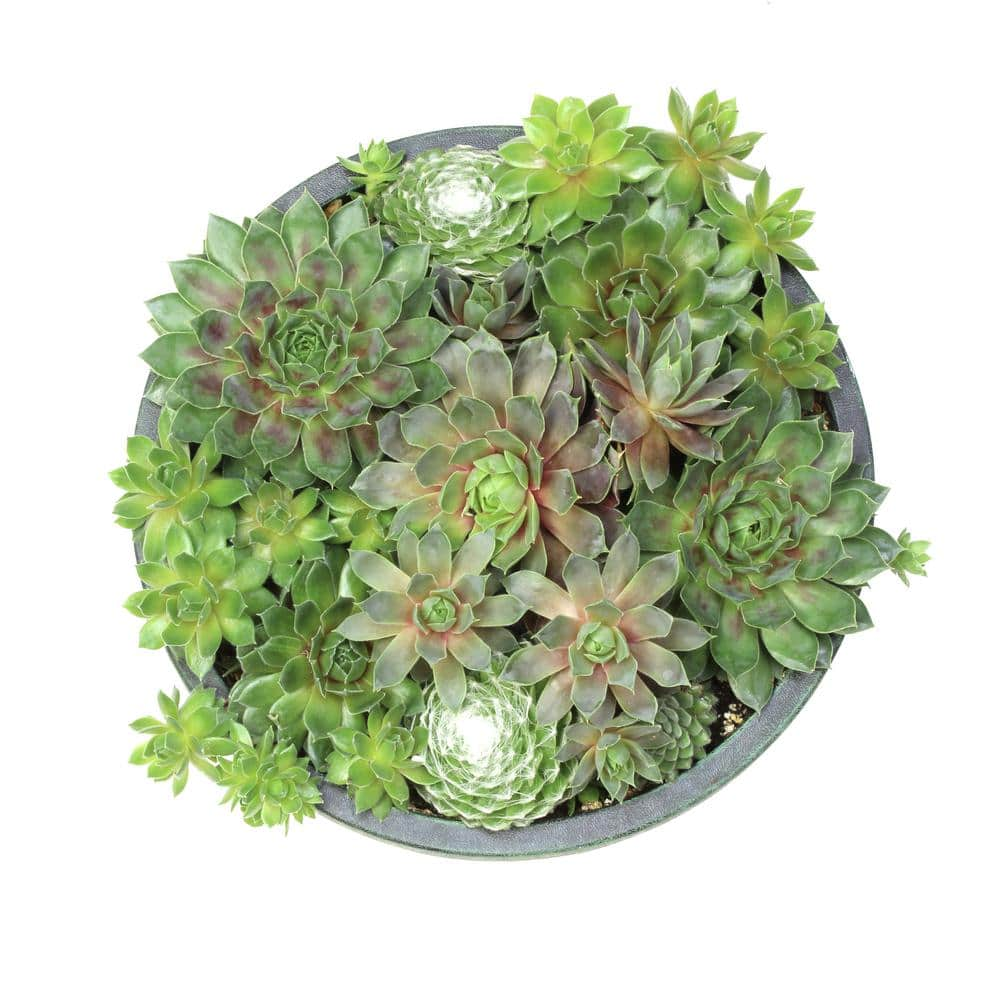 SMART PLANET 8 in. Sempervivum Bowl 0872455