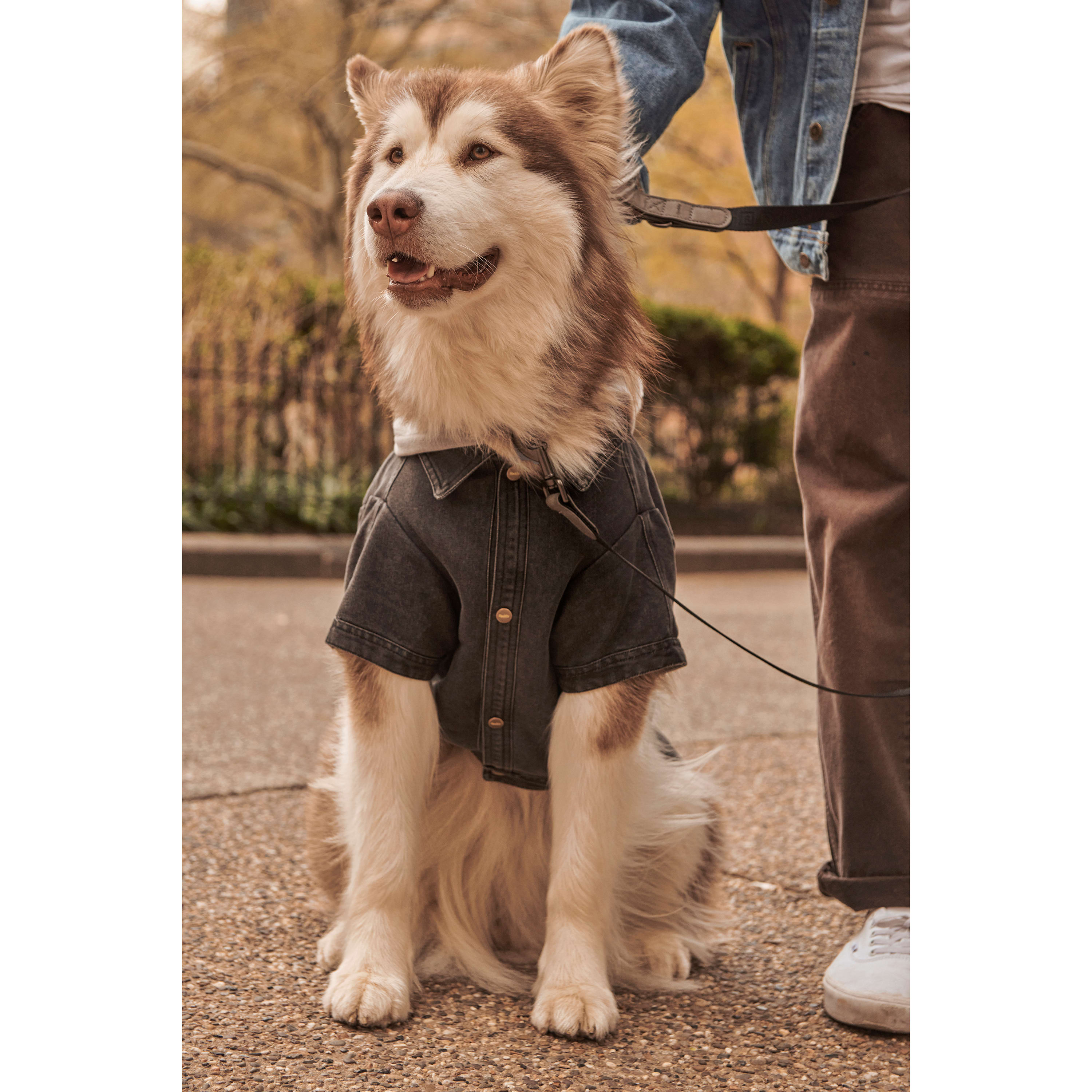 REDDY Denim Dog Jacket， X-Small