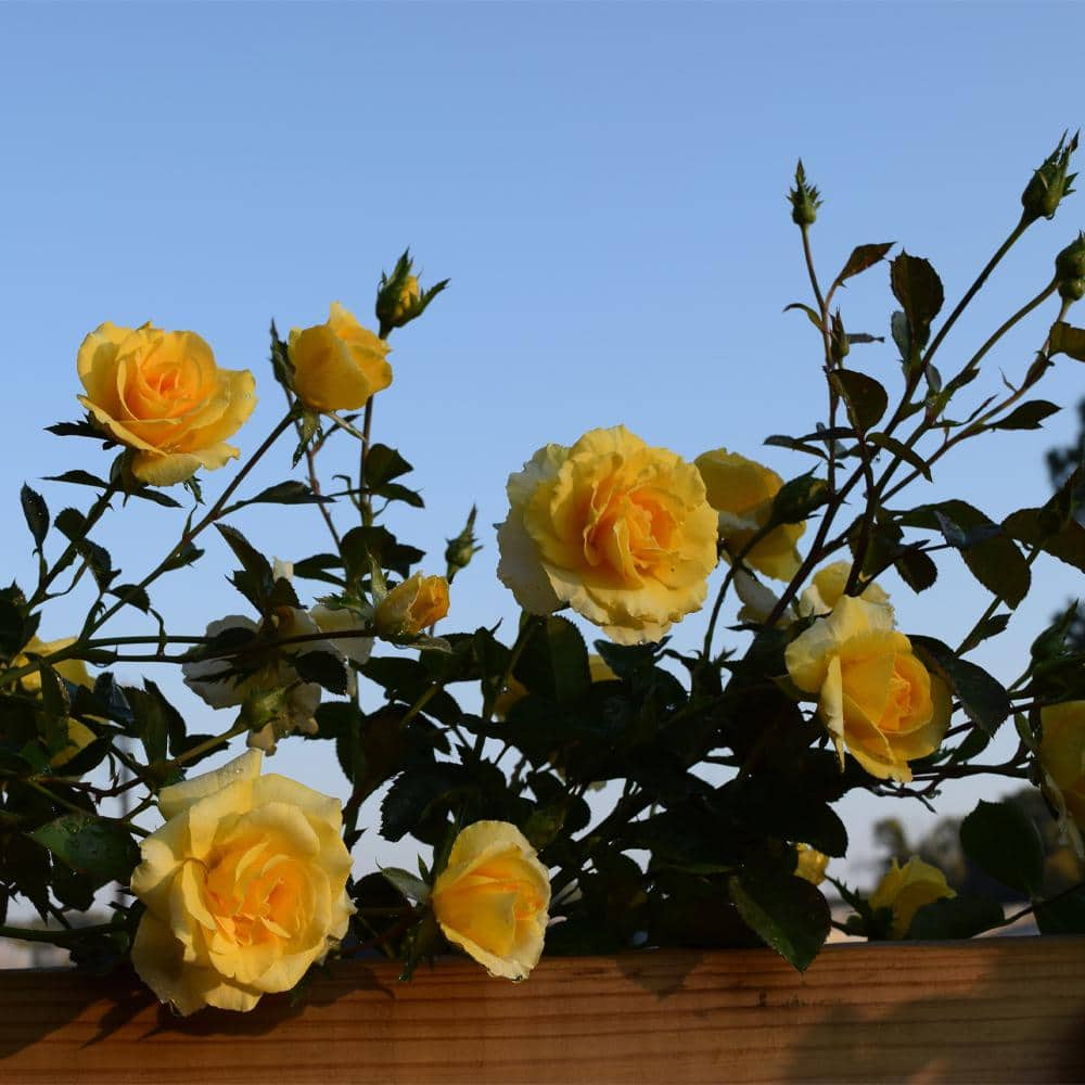 MY CLIMBING 3 Gal. Good Day Sunshine Climbing Rose with Yellow Flowers 17568