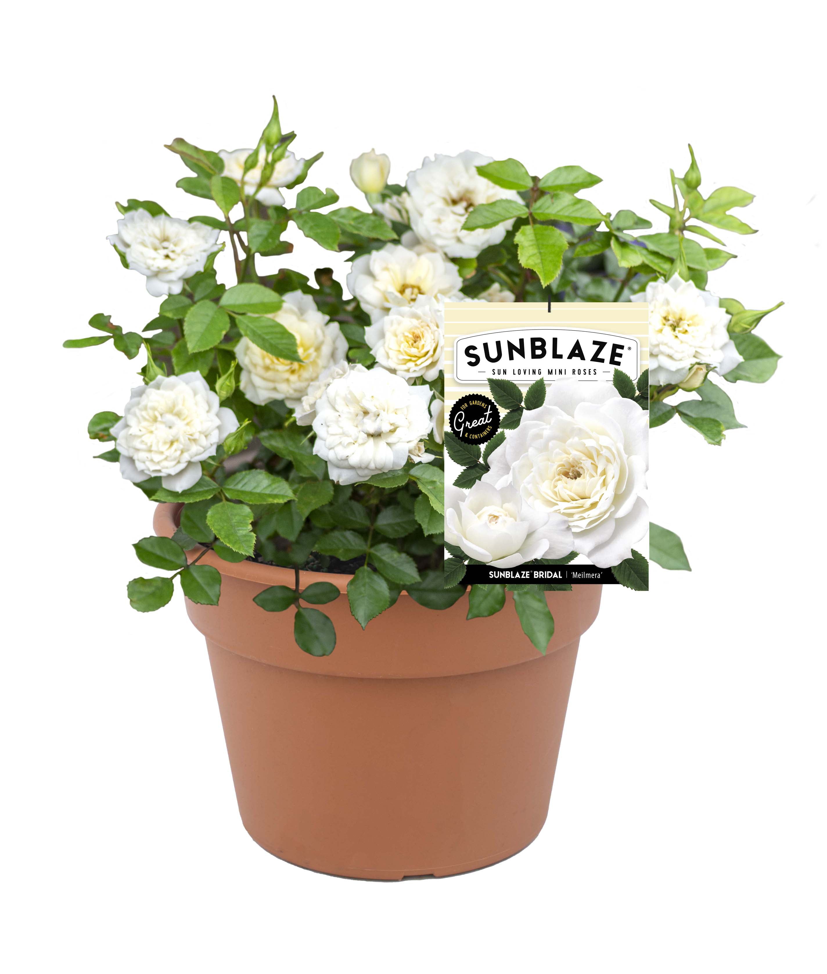 Bareroot Sunblaze® Bridal Miniature Rose with White Flowers - Live Plants - 2 Piece