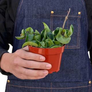 Rope (Hoya) Plant in 4 in. Grower Pot 4_HOYA_ROPE