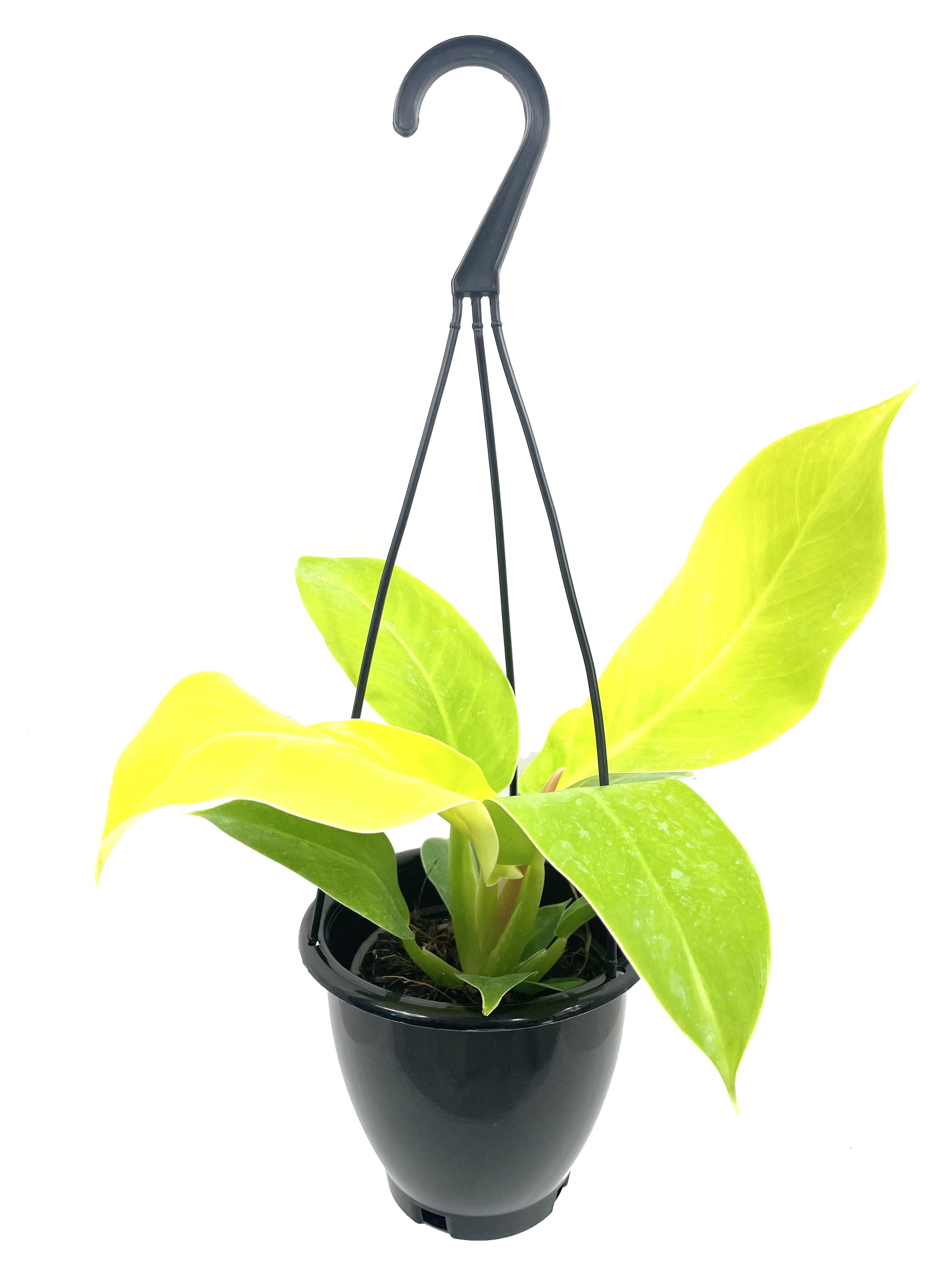 Philodendron Moonlight Hanging Basket - Live Plant in a 4 inch Hanging Pot - Philodendron 'Moonlight' - Extremely Rare Indoor Air Purifying Houseplant