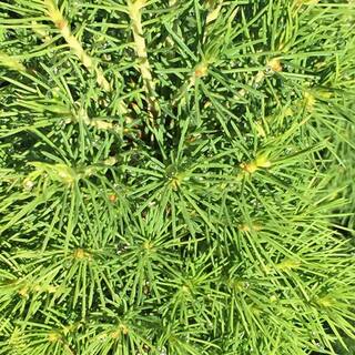 FLOWERWOOD 2.5 Qt. Dwarf Alberta Spruce Pyramidal Evergreen ShrubTree 4713Q