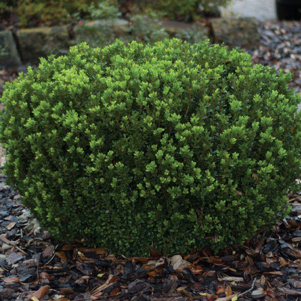 SOUTHERN LIVING 2.5 Qt. Boxwood Baby Gem Live Shrub Plant Glossy Green Foliage 0609Q