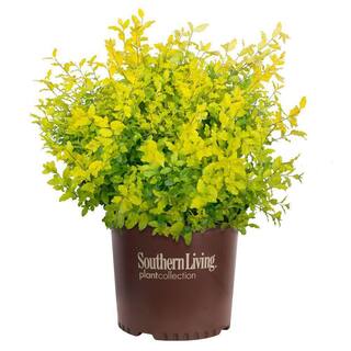 SOUTHERN LIVING 2 Gal. Sunshine Ligustrum Privet Shrub with Golden-Yellow Foliage 14434