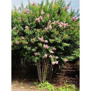 1 Gal. Lavender Muskogee Crape Myrtle Tree CRMMUS01G