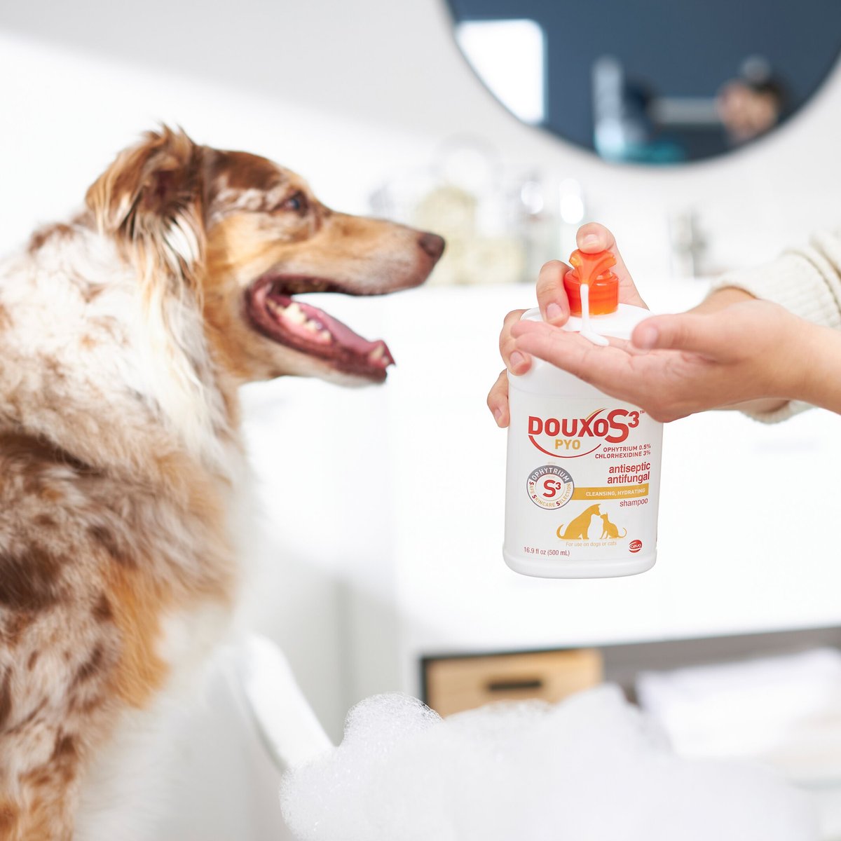 Douxo S3 PYO Antiseptic Antifungal Chlorhexidine Dog and Cat Shampoo