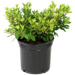 national PLANT NETWORK 2.25 Gal. Azalea Mrs. G.G. Gerbing Flowering Shrub with White Blooms HD7017