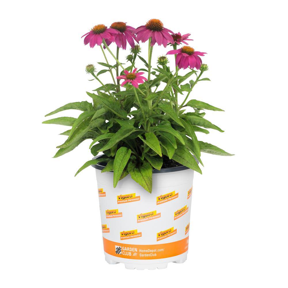 Vigoro 2 Qt. Pow Wow Wilderberry Pink Cone Flower Echinacea Perennial Plant (3-Pack) 4015