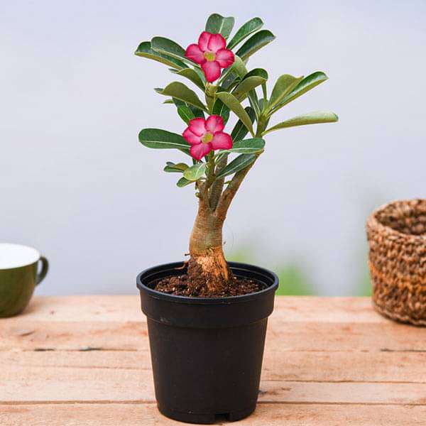 Adenium Plant, Desert Rose (Pink) - Plant