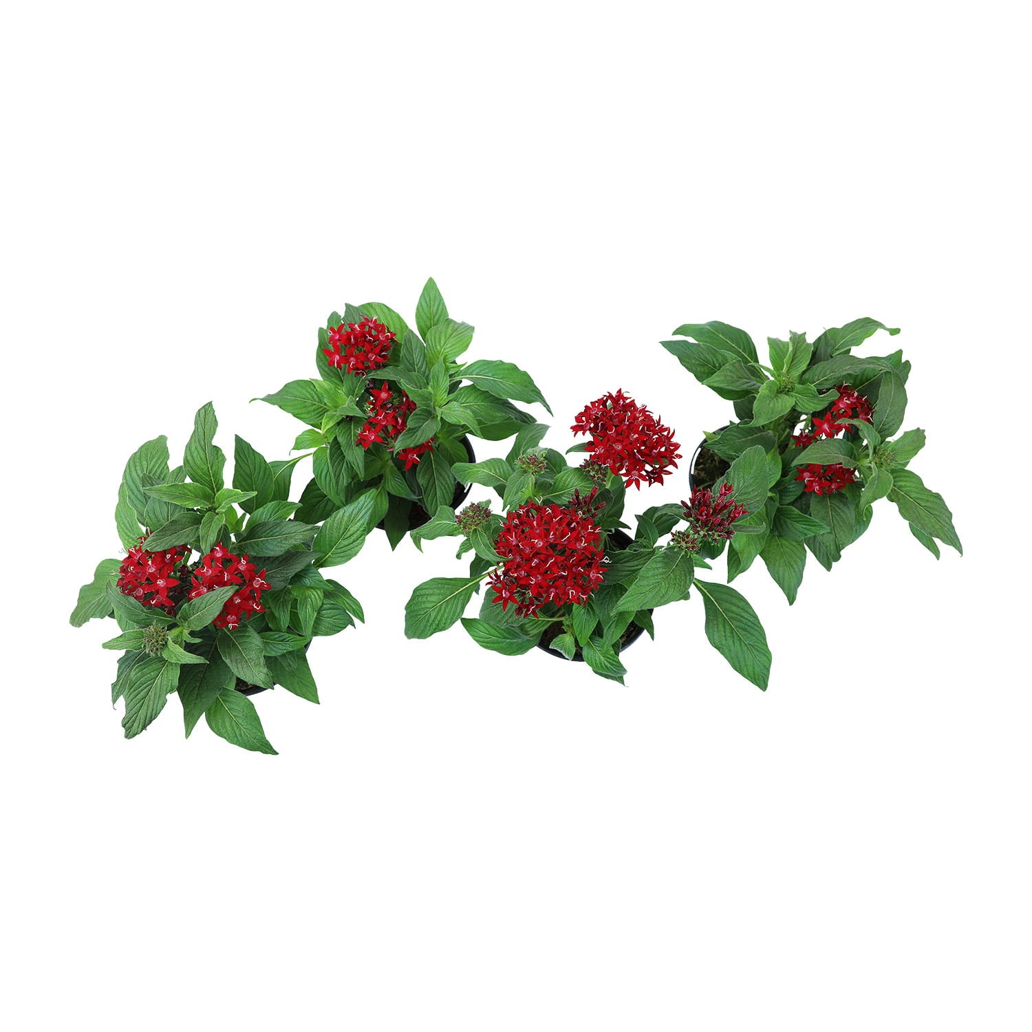 Altman Plants 4 in Pentas Red Plant Collection (4-Pack)