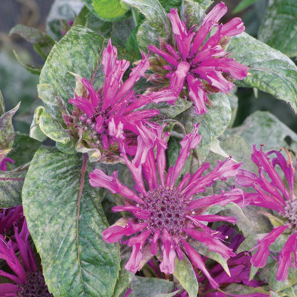 NATURE'S NUTRIENTS 2 QT Monarda Bee Balm 'Pocahontas Deep Purple' Purple Perennial Plant 1005991619