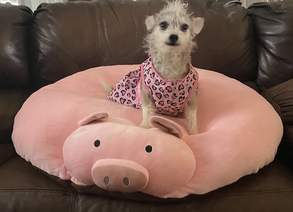 Piggy Poo and Crew Pig Pillow