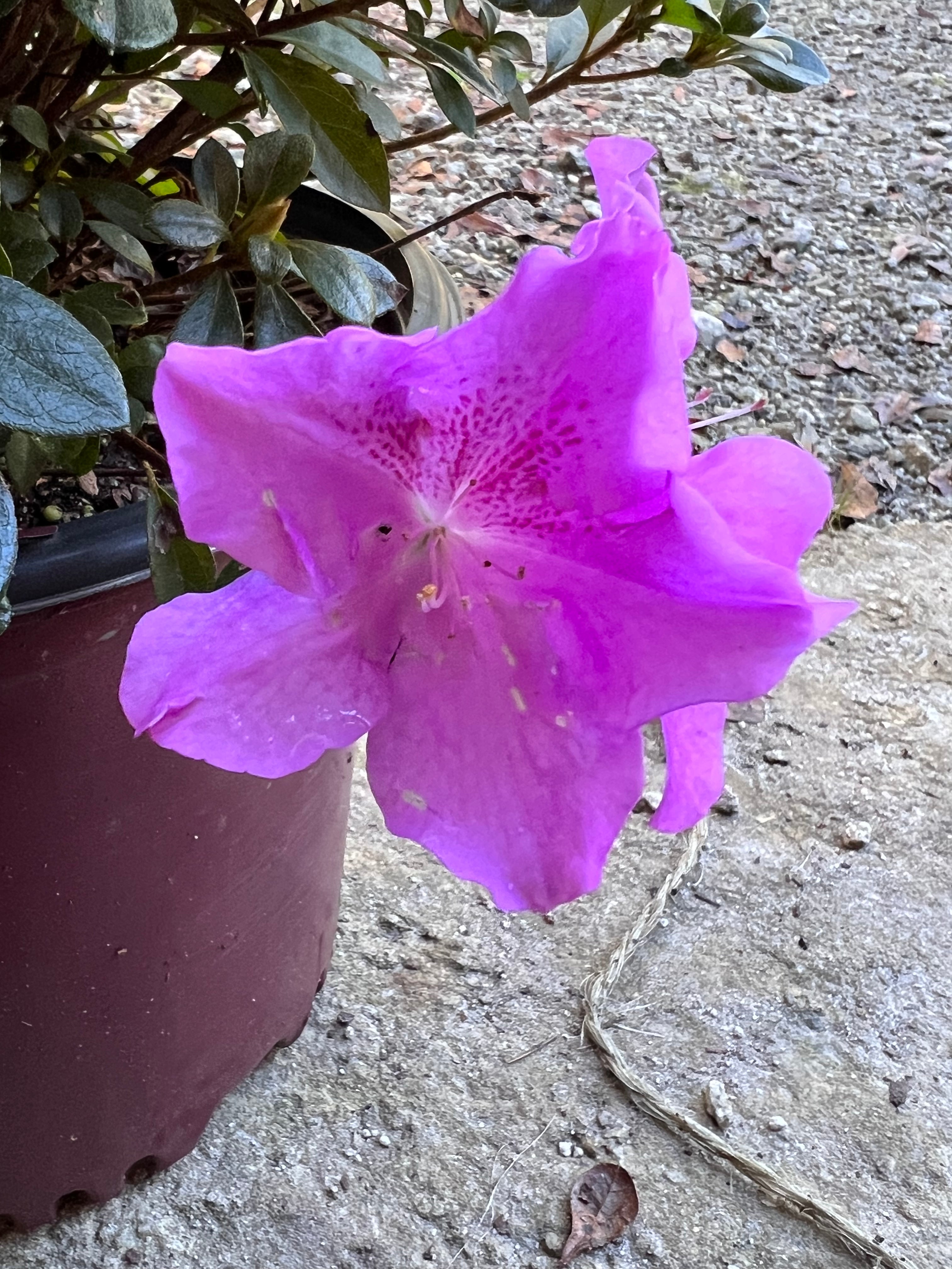 Encore Azalea Autumn Lilac