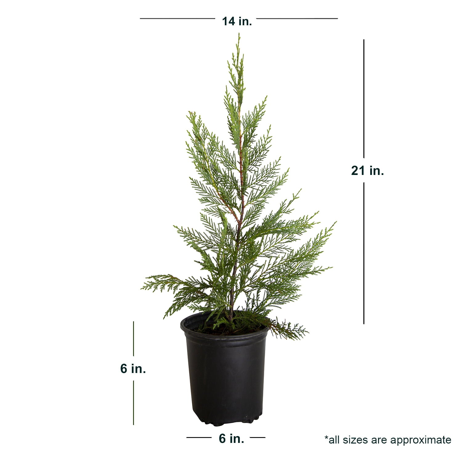 Leyland Cypress (2.5 Quart) Fast Growing Evergreen Tree - Full Sun Live Outdoor Plant