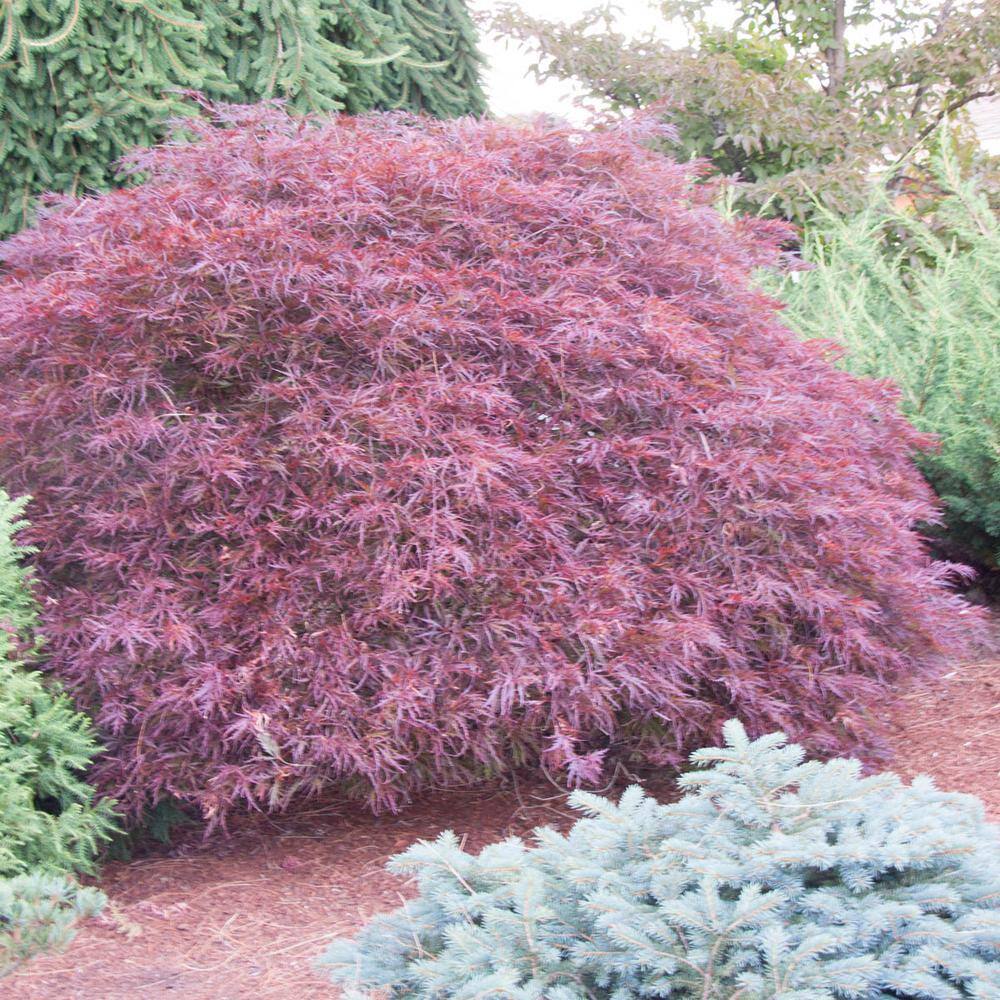 Spring Hill Nurseries Red Dragon Japanese Maple Potted Ornamental Tree (1-Pack) 91655
