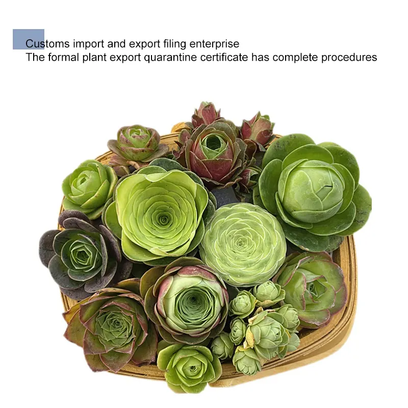 China Nursery Direct Supply Succulent Plants Live Eco Friendly Artificial Indoor Plants