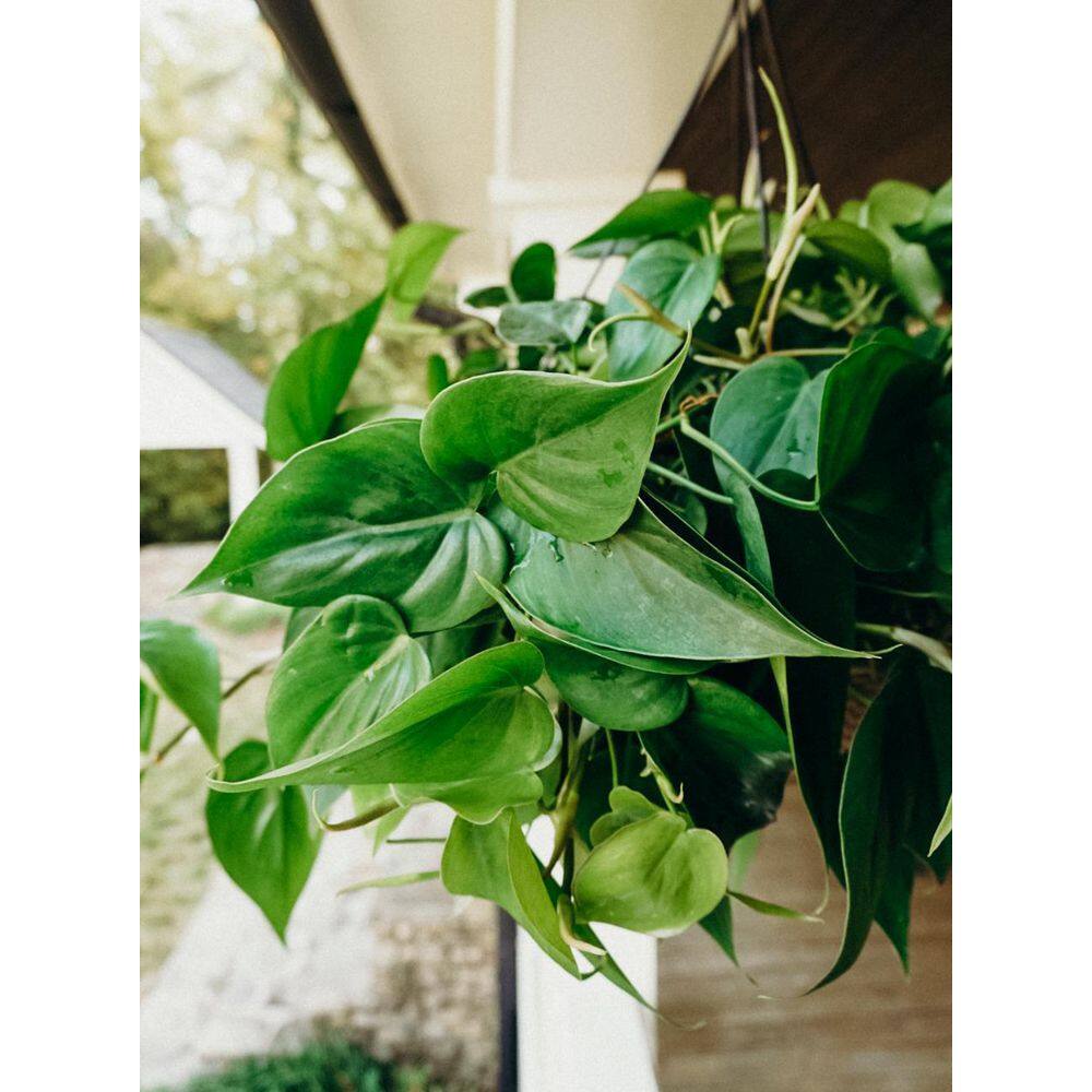 12 in. Tropical Foliage Philodenron Hanging Basket Plant 19023