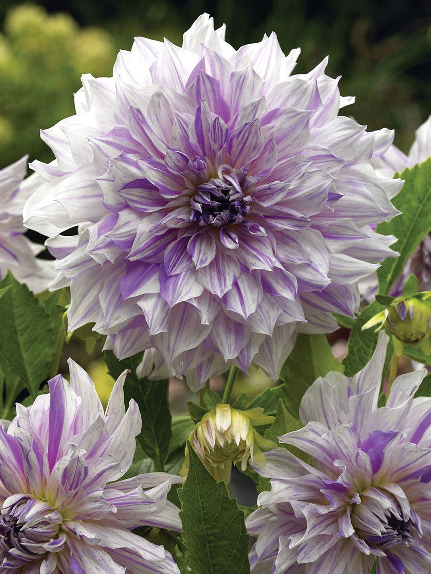 Blue Buddha Farm: Moms Special Dinnerplate Dahlia Bulb - Easy to Grow Indoor or Outdoor Perennial Plant