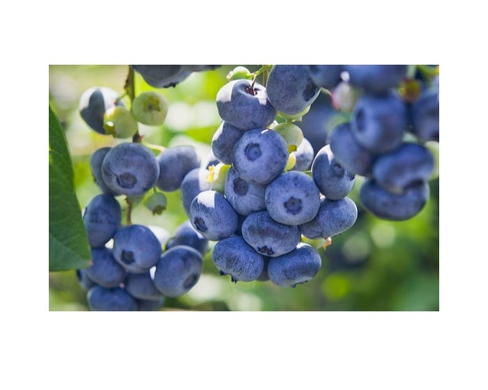 Freedom Farms Brigitta Blueberry Bush， 8